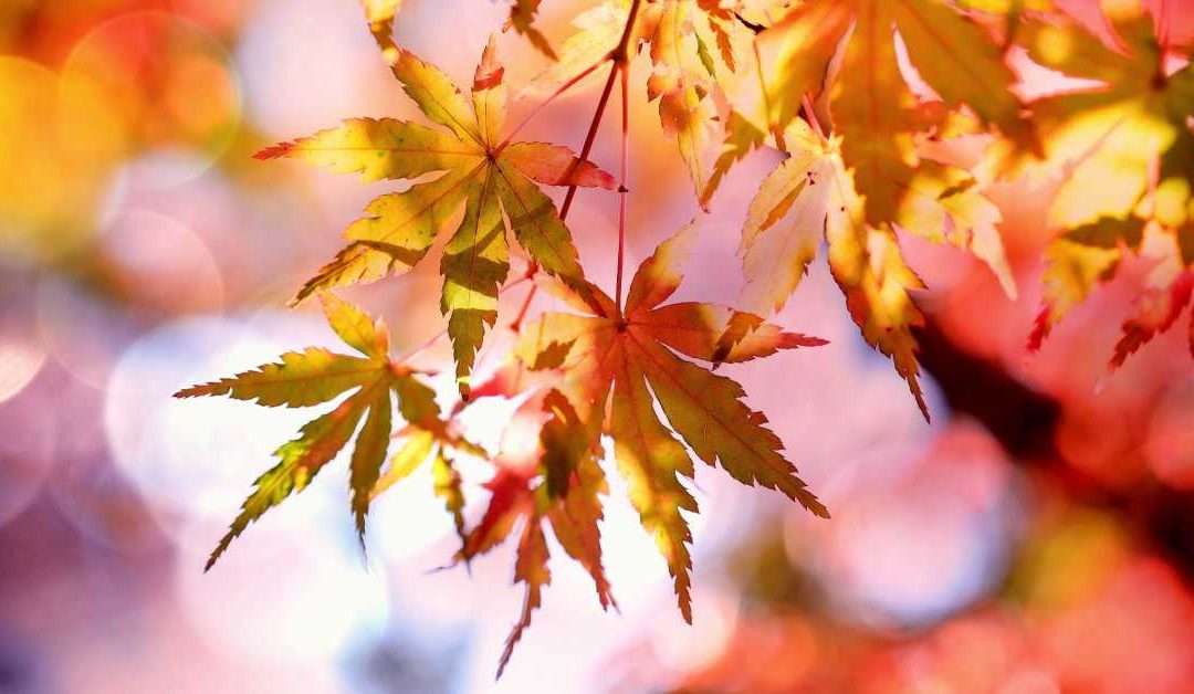 6 Quick Tips For Fall Marketing