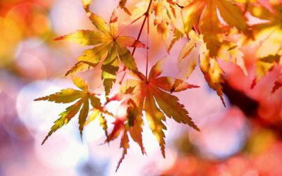 6 Quick Tips For Fall Marketing